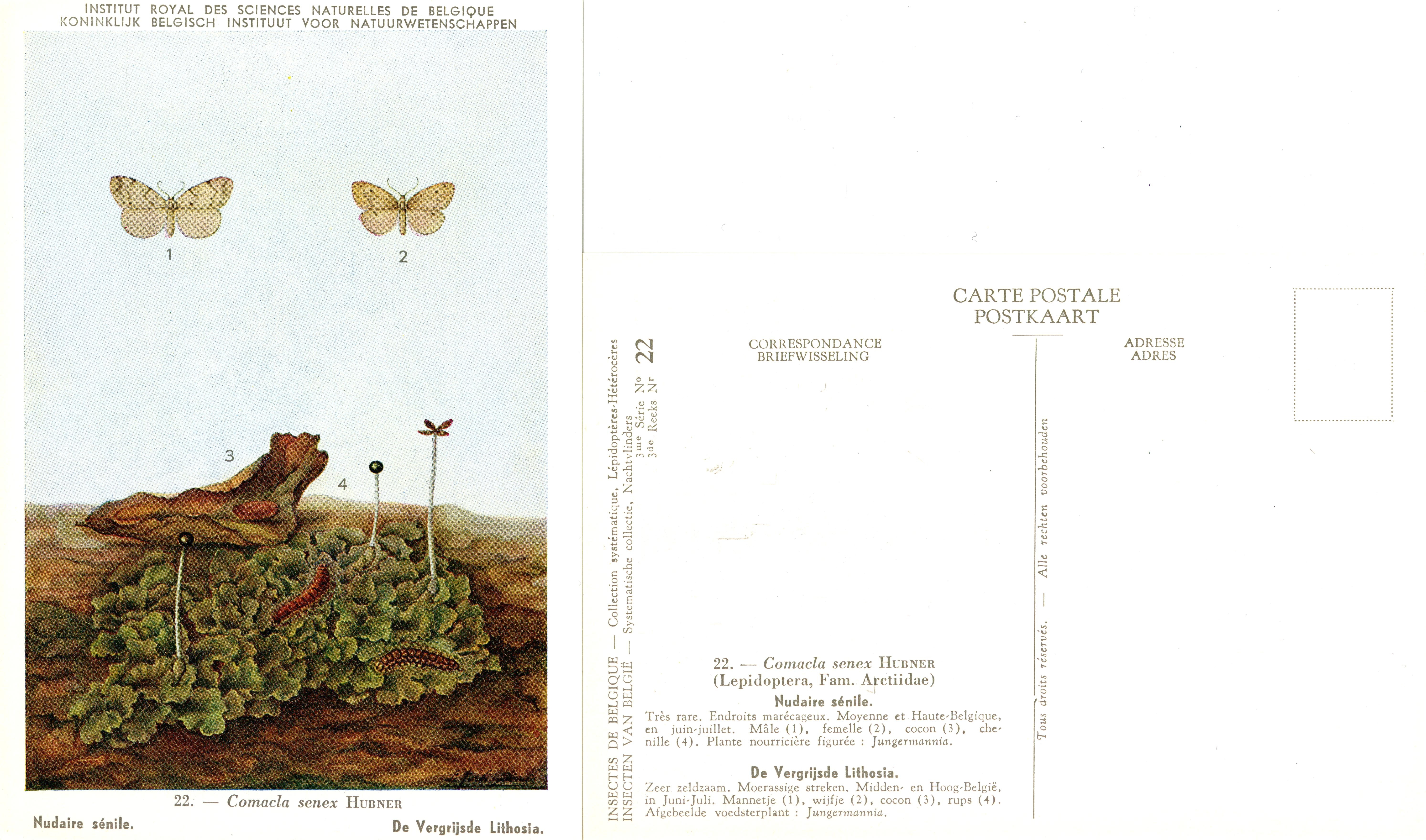 22 Nudaire sénile - De Vergrijsde Lithosia.jpg