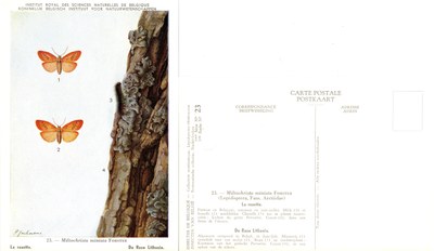 23 La rosette - De Roze Lithosia.jpg