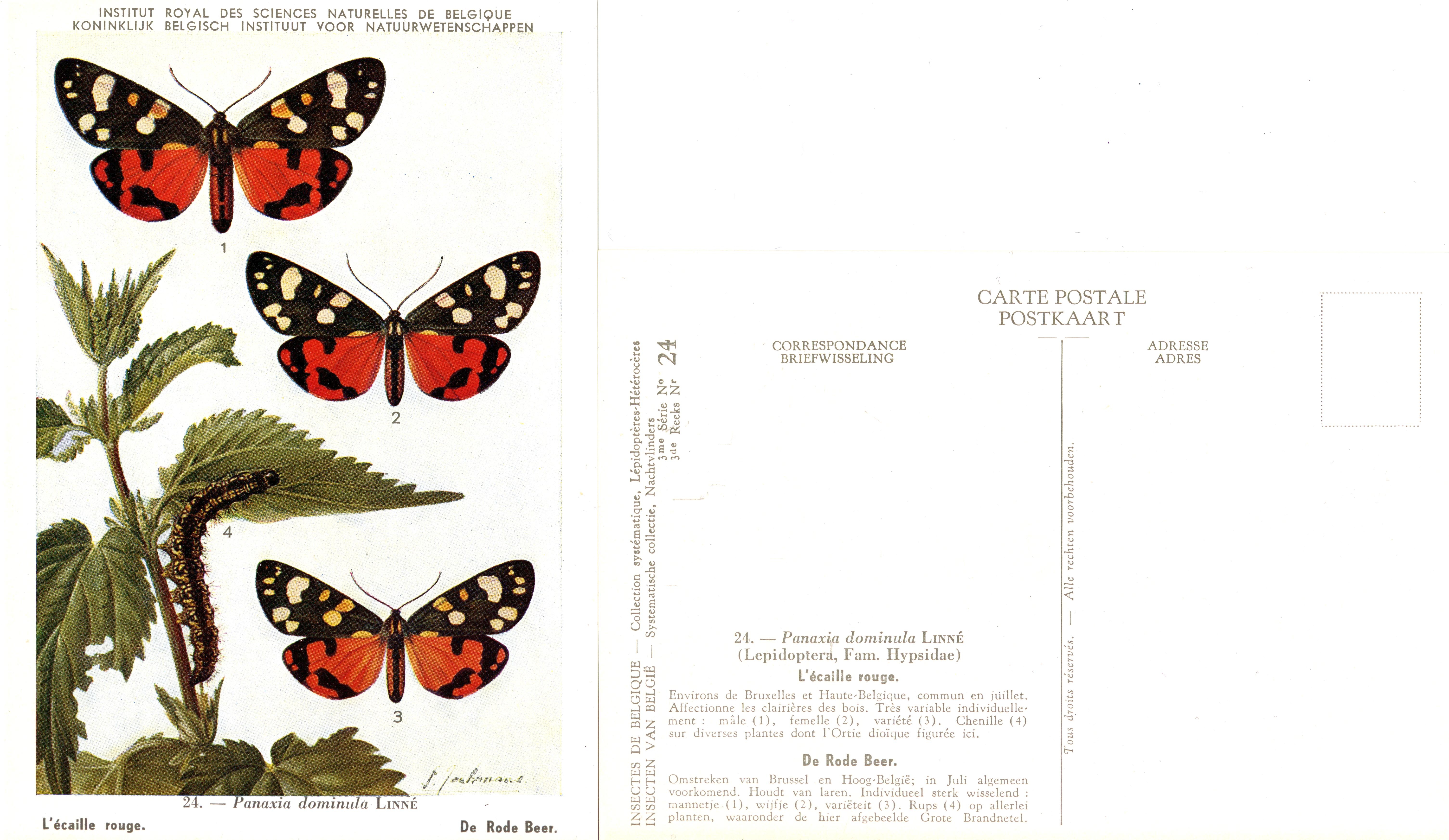 24 L'écalle rouge - De Rode Beer.jpg