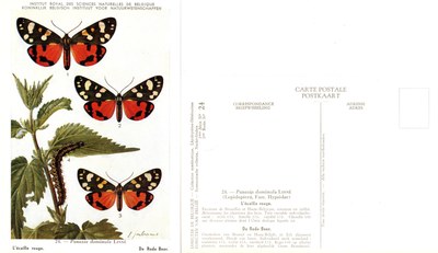 24 L'écalle rouge - De Rode Beer.jpg