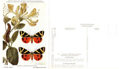 25 L'écaille chinée - De Witgestreepte Beer.jpg