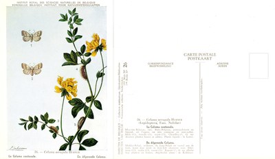 26 La Celama centonale - De Afgeronde Celama.jpg