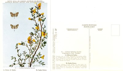 27 La Celama de Sauber - De Sauber-Celama.jpg