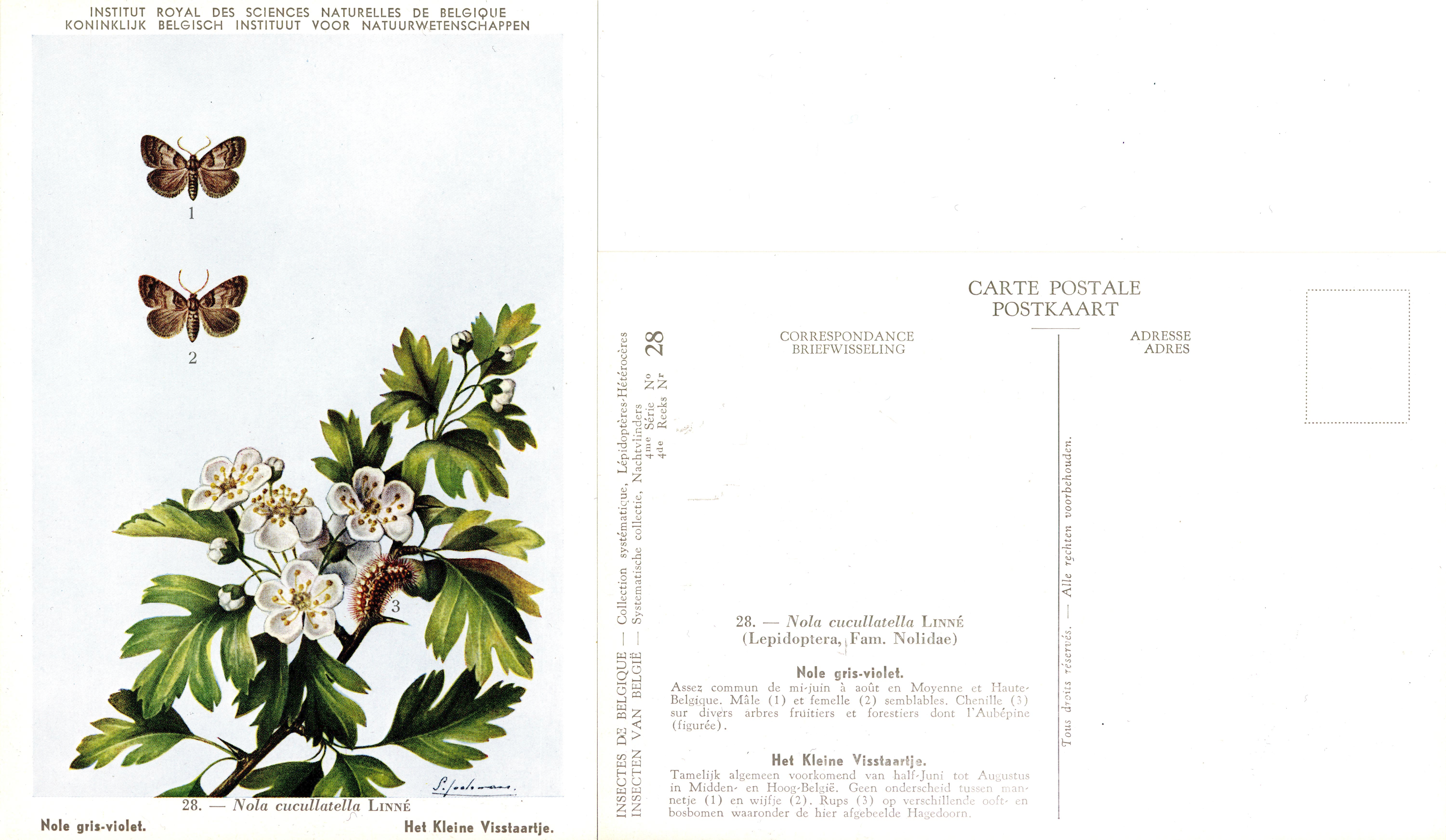 28 Nole gris-violet - Het Kleine Visstaartje.jpg