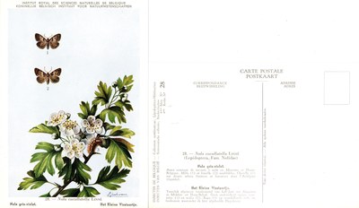 28 Nole gris-violet - Het Kleine Visstaartje.jpg