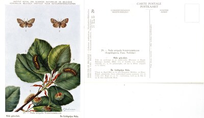 29 Nole gris-clair - De Lichtgrijze Nola.jpg