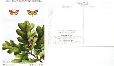 31 Nole lignée de noir - De Zwartgestreepte Nola.jpg