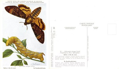 32 Sphinx à tête de mort - De Doodshoofdvlinder.jpg