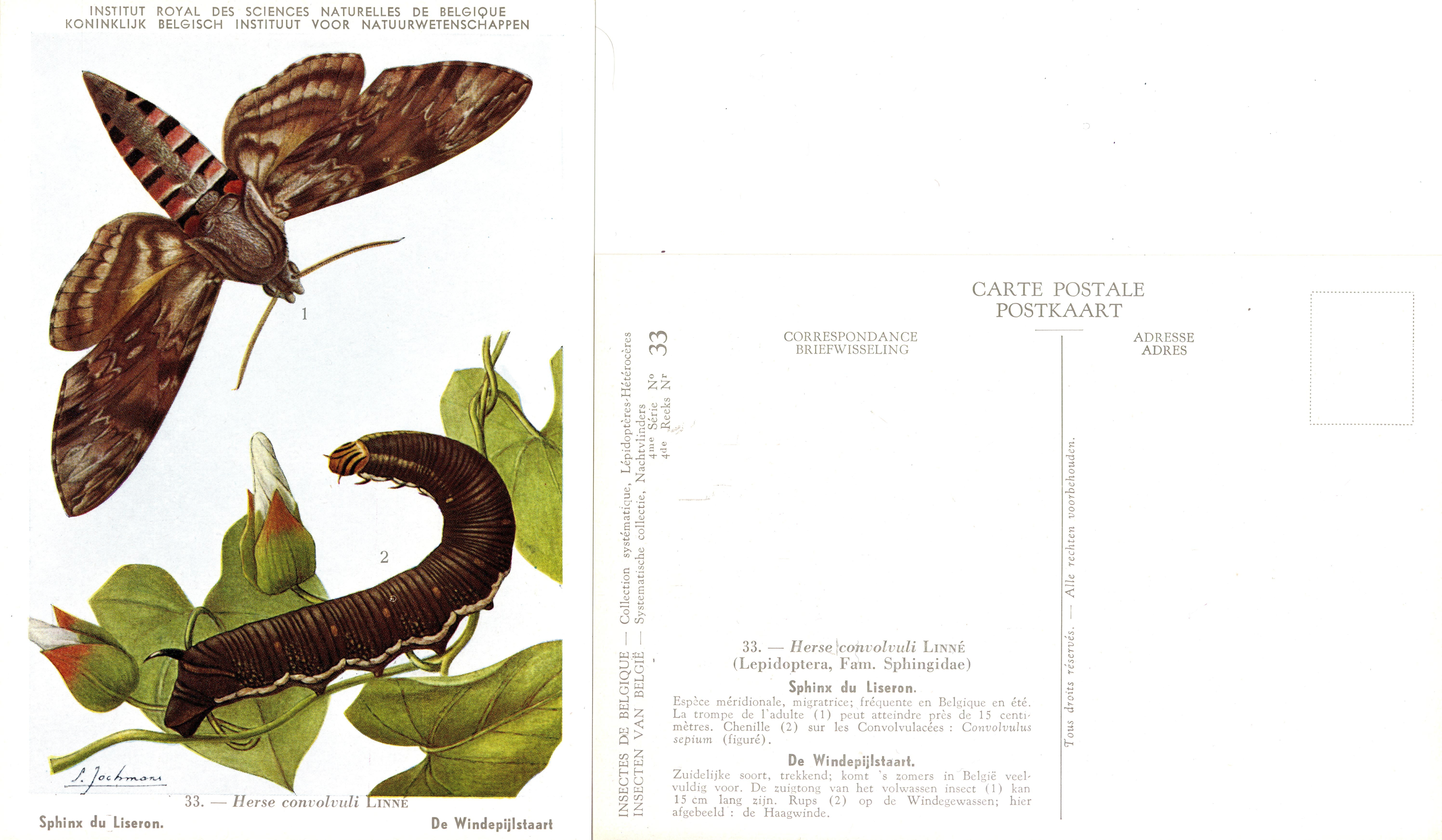 33 Sphinx du Liseron - De Windpijlstaart.jpg