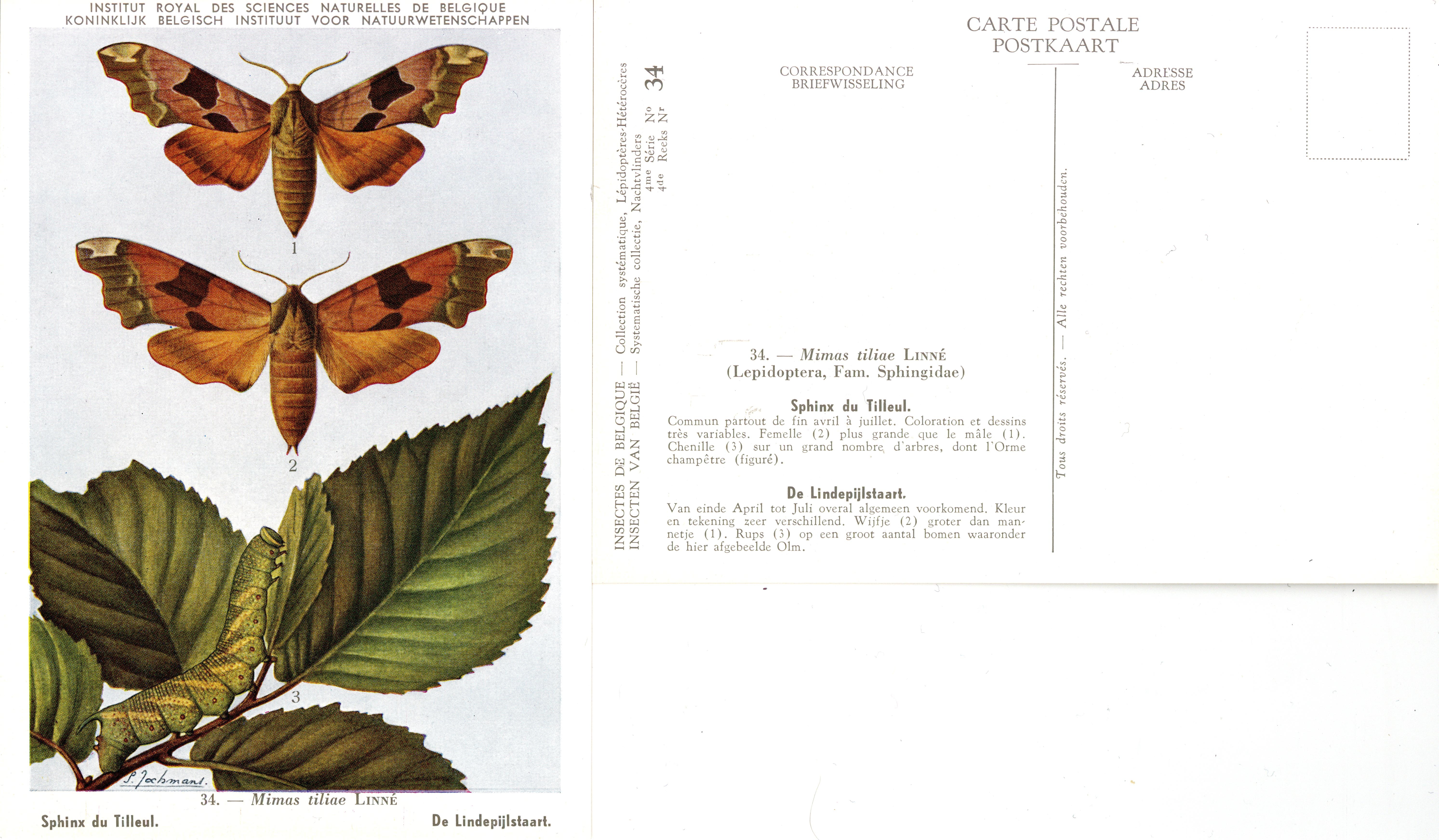 34 Sphinx du Tilleul - De Lindepijlstaart.jpg