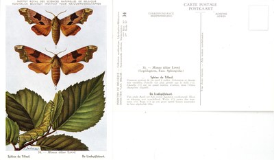 34 Sphinx du Tilleul - De Lindepijlstaart.jpg