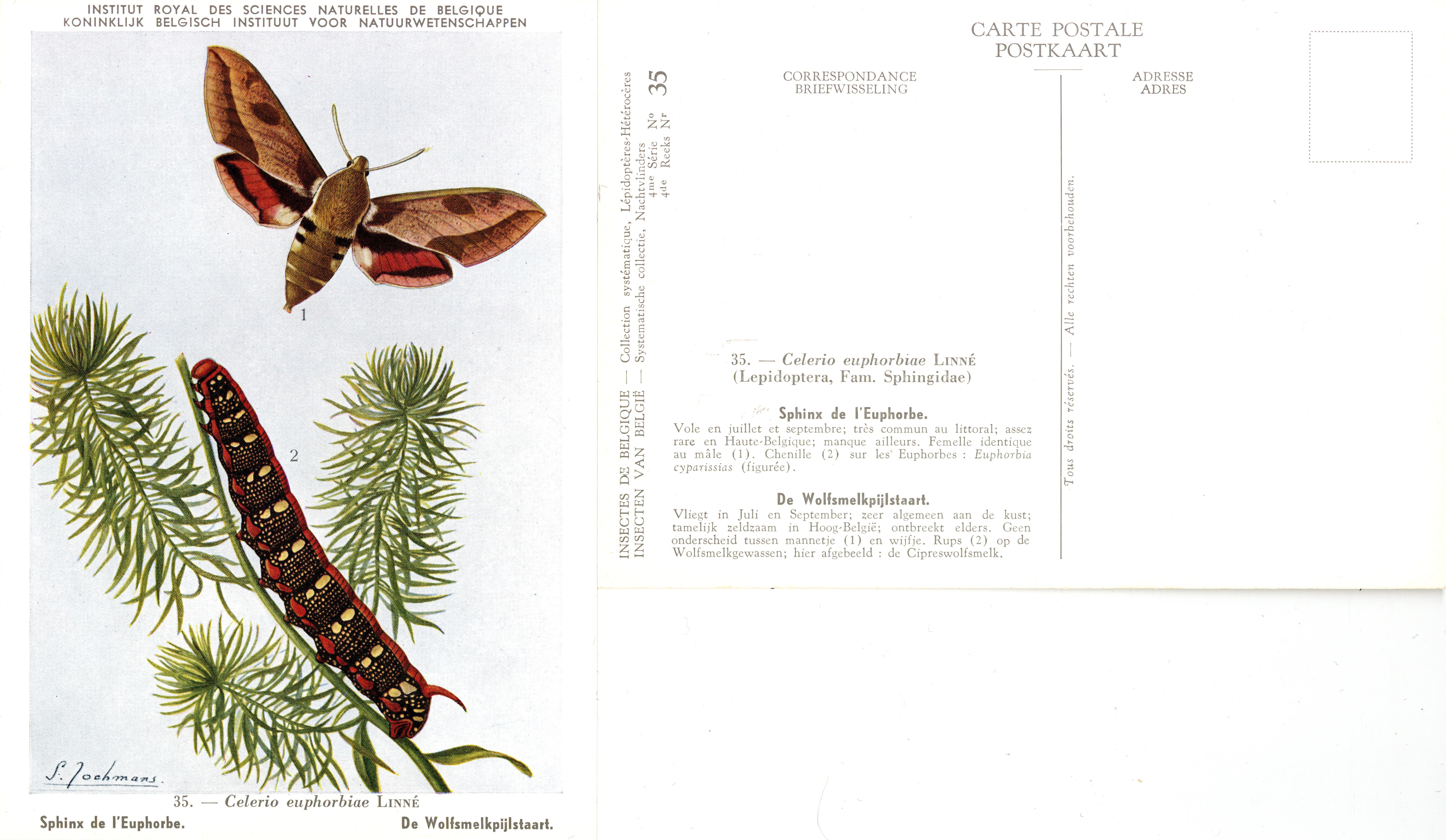 35 Sphinx de l'Euphorbe - De Wolfsmelkpijlstaart.jpg