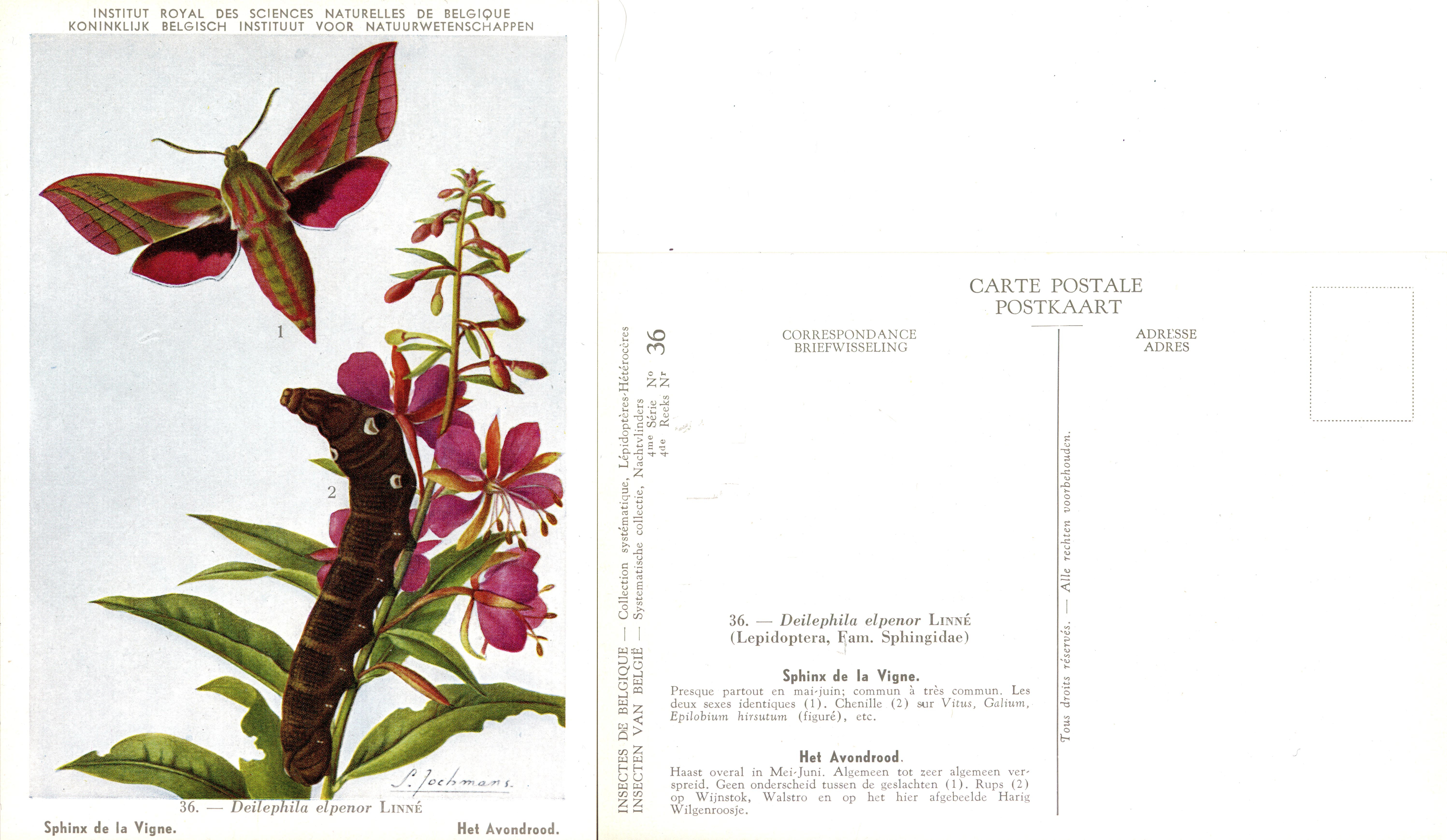 36 Sphinx de la Vigne - Het Avondrood.jpg