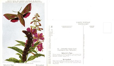 36 Sphinx de la Vigne - Het Avondrood.jpg