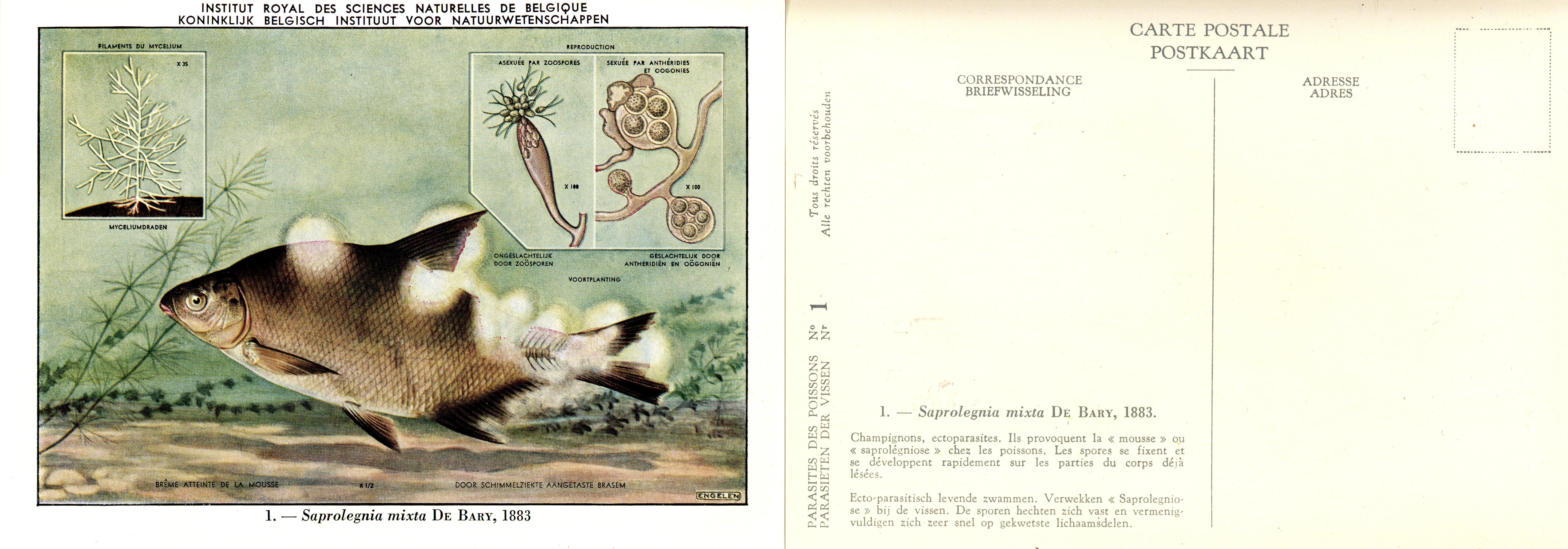 01 Saprolegnia mixta De Bary 1883.jpg