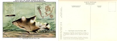 01 Saprolegnia mixta De Bary 1883.jpg