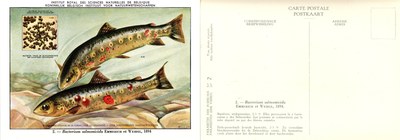 02 Bacterium salmonicida Emmerich et Weibel 1894.jpg