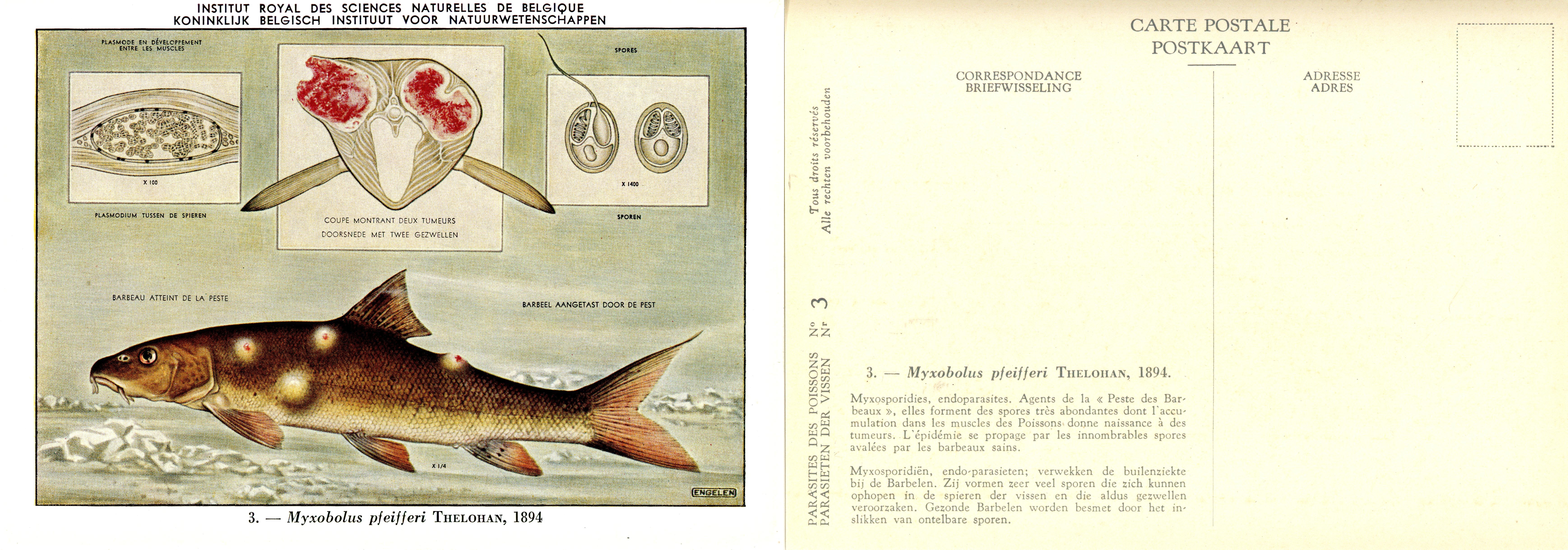 03 Myxobolus pfeifferi Thelohan 1894.jpg