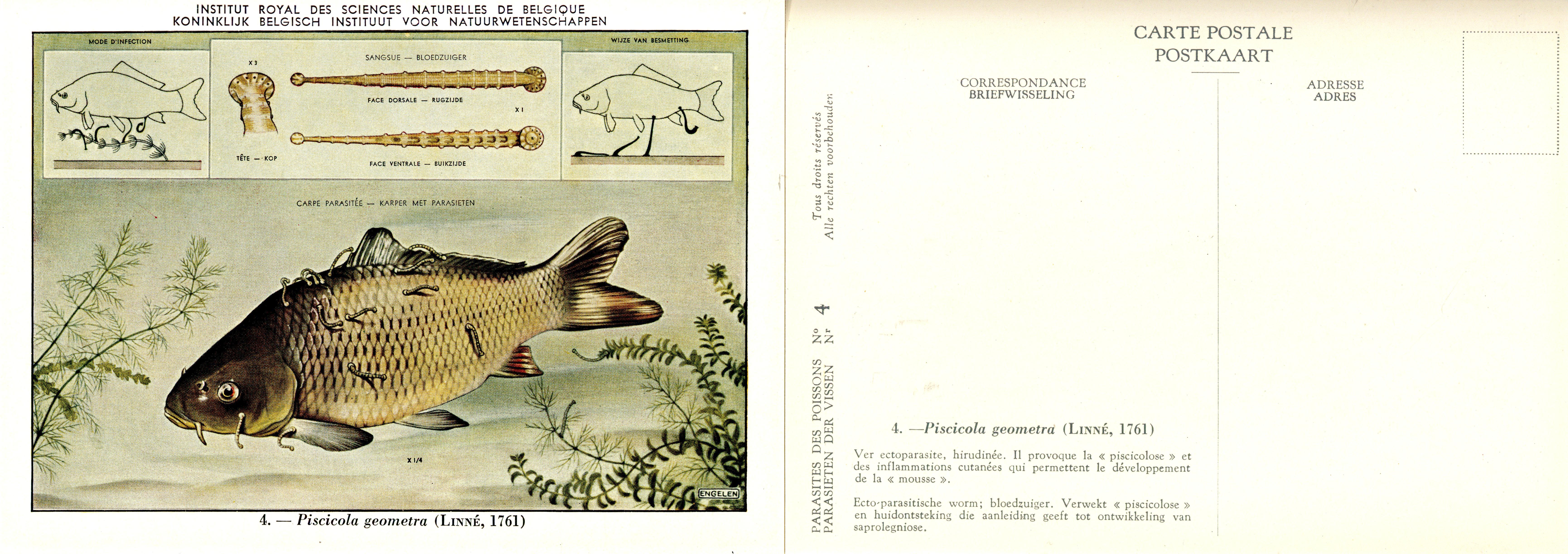 04 Piscicola geometra (Linné 1761).jpg