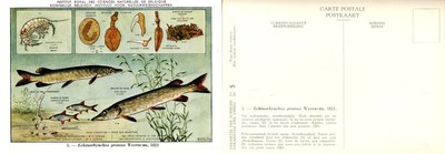 05 Echinorhynchus proteus Westrumb 1821.jpg