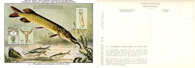 06 Bucephalus polymorphus Von Baer 1827.jpg