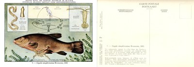 07 Ligula simplicissima Rudolphi 1802.jpg