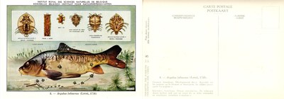 08 Argulus foliaceus (Linné 1758).jpg