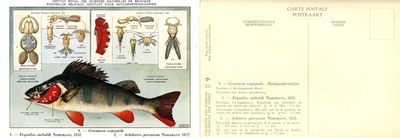 09 ergasilus sieboldi Nordmann 1832 - Achtheres percarum Nordmann 1832.jpg