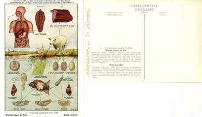 001 Fasciola hepatica (Linné, 1758).jpg