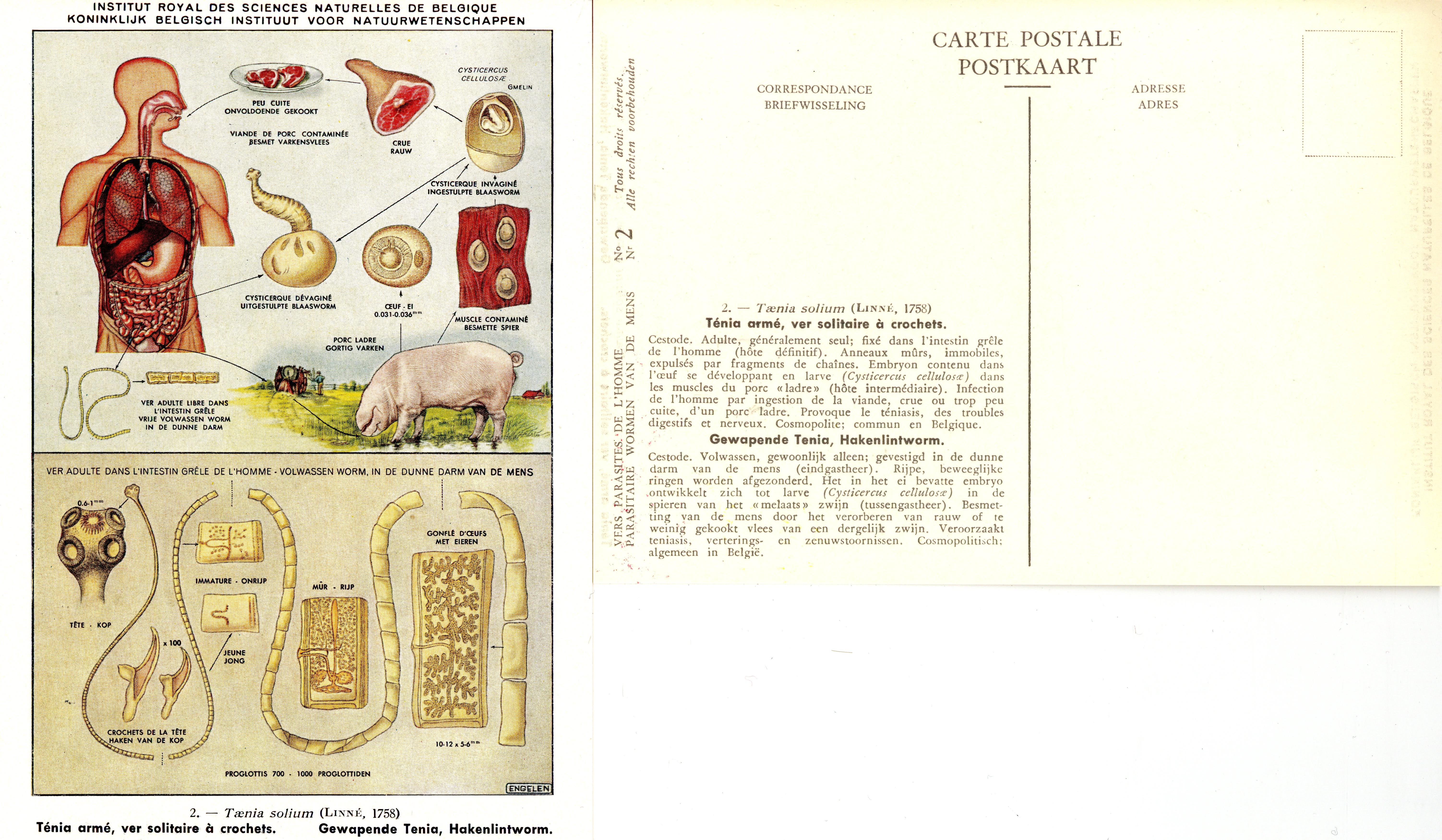 002 Taenie solium (Linné, 1758).jpg