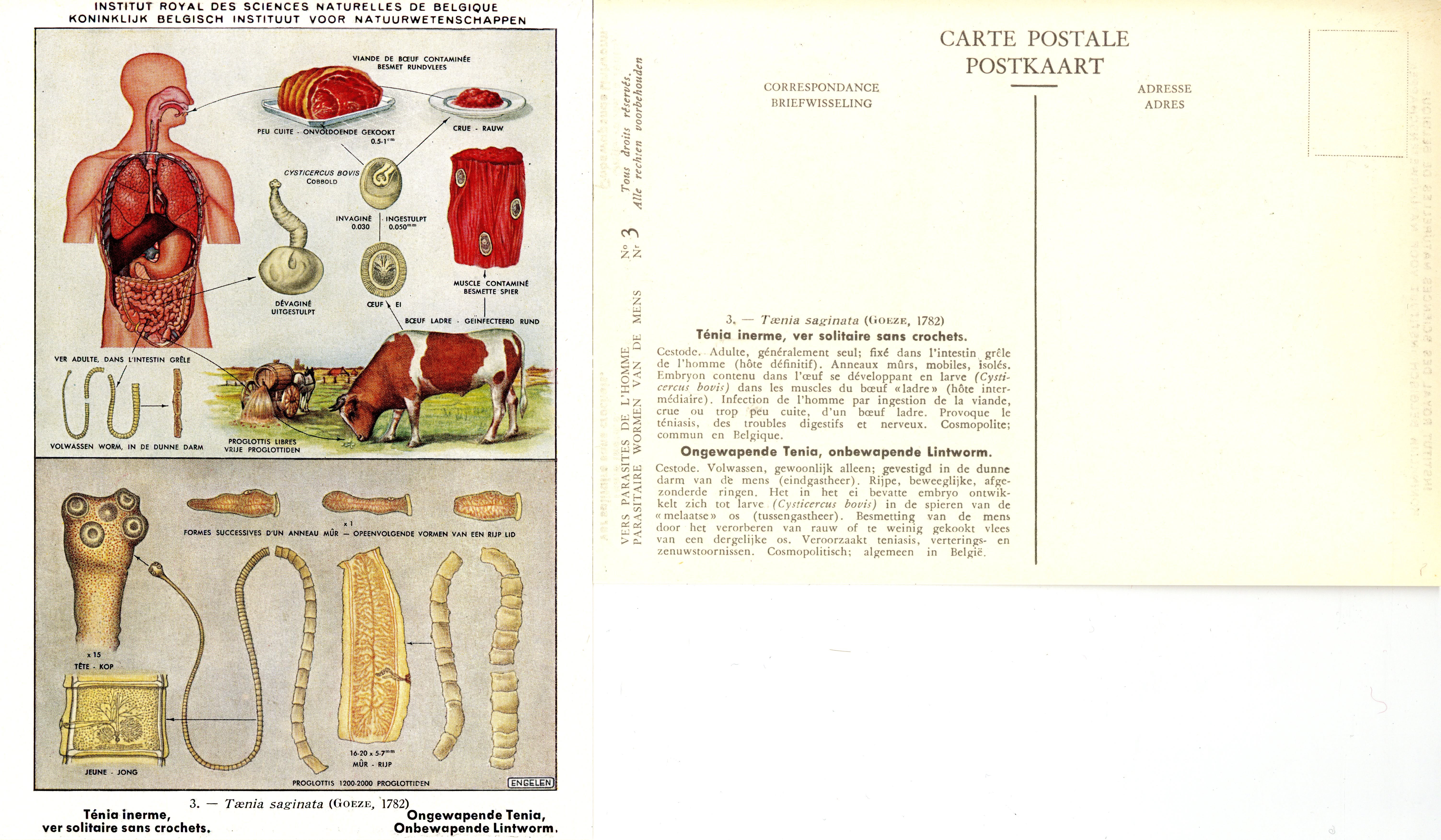 003 Taenia saginata (Goeze, 1782).jpg