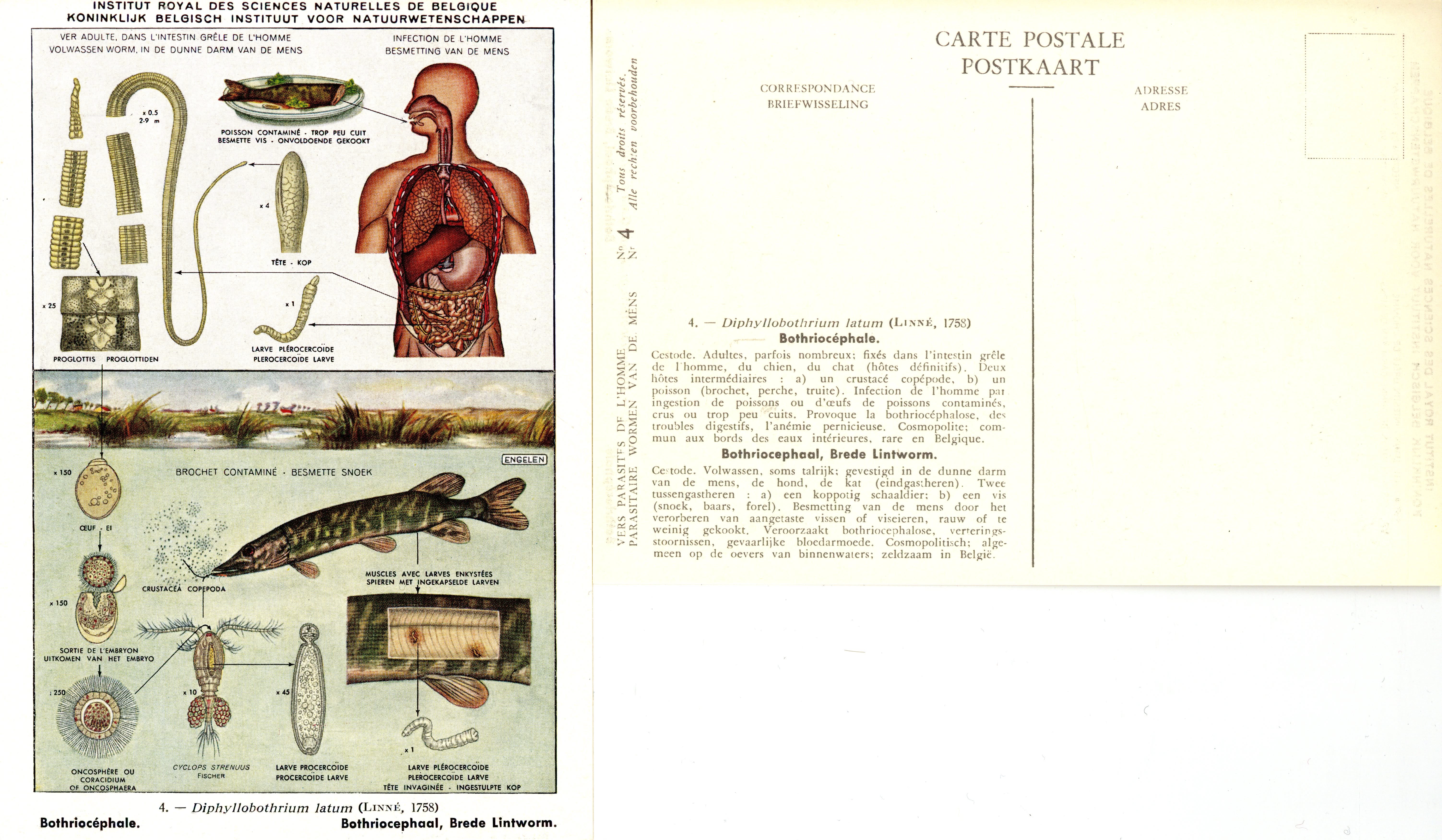 004 Diphyllobothrium latum (Linné, 1758).jpg