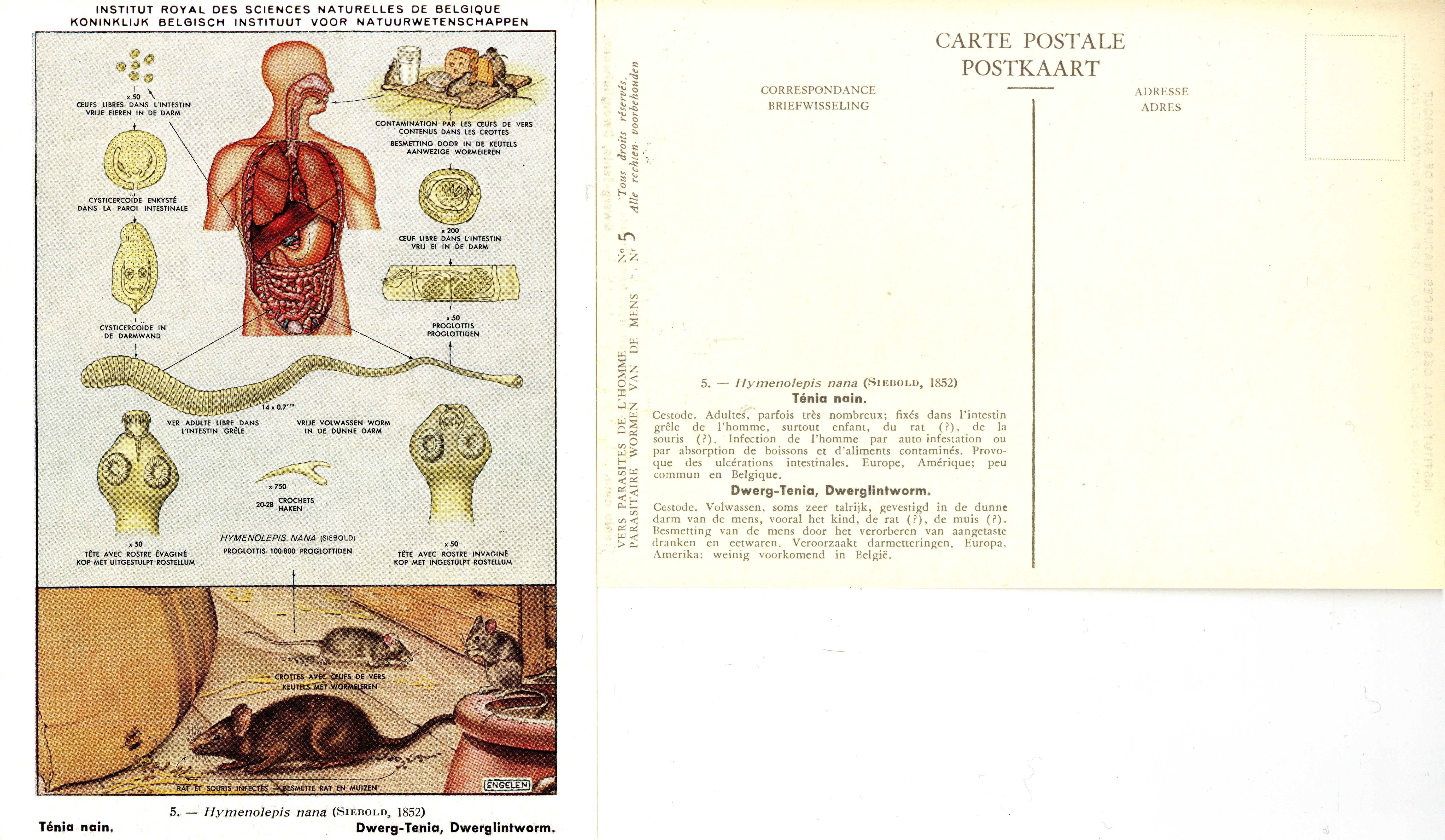 005 Hymenolepis nana (Siebold, 1852).jpg