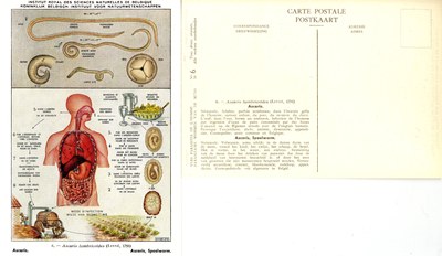 006 Ascaris lumbricoïdes (Linné, 1758).jpg