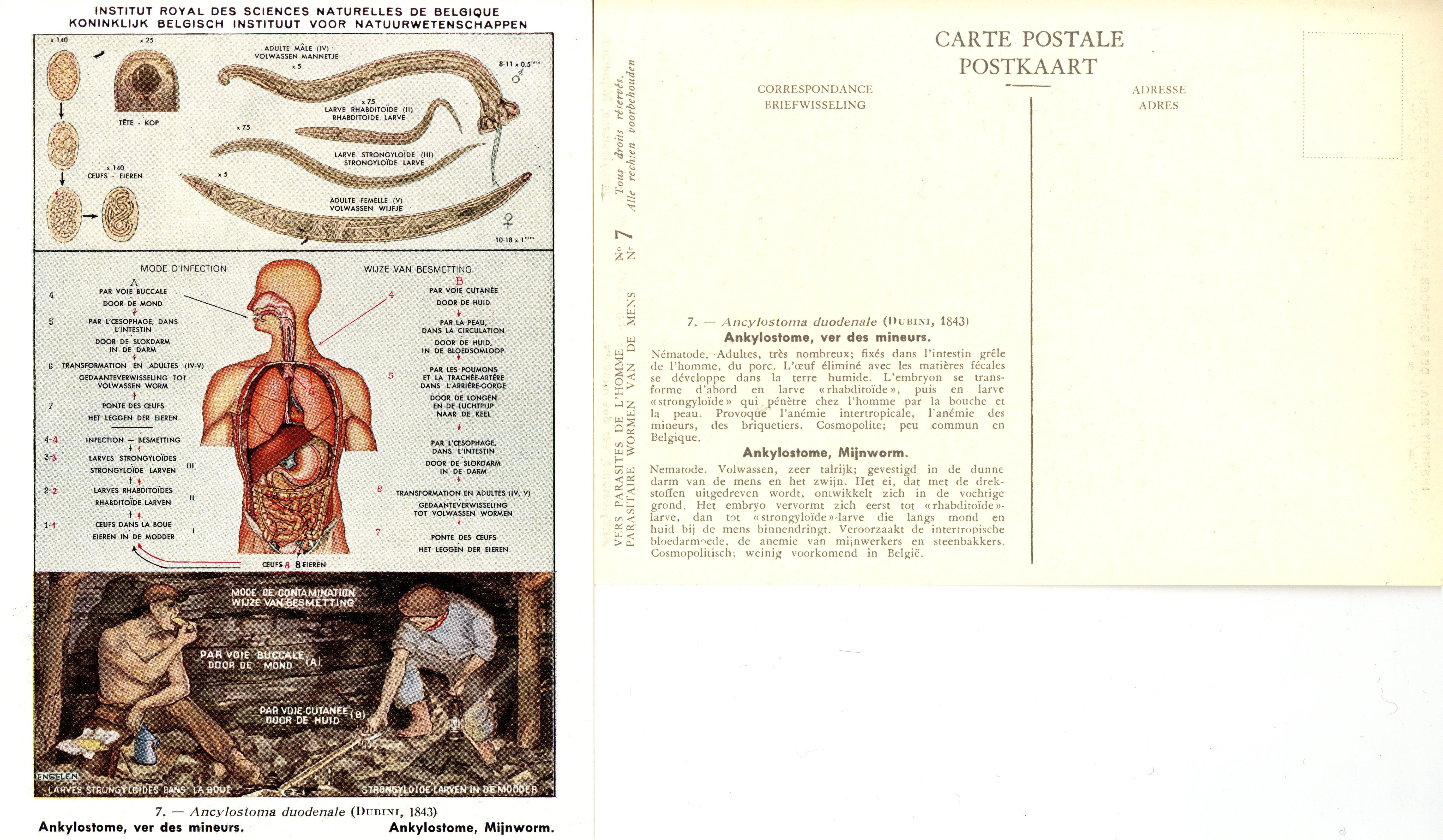 007 Ancylostoma duodenale (Dubini, 1843).jpg