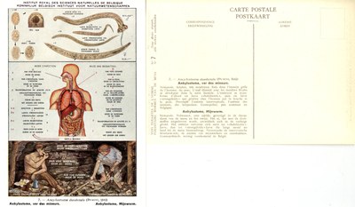 007 Ancylostoma duodenale (Dubini, 1843).jpg