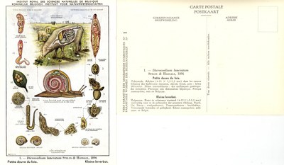 001 Dicrocoelium lanceatum Stiles & Hassall, 1896.jpg