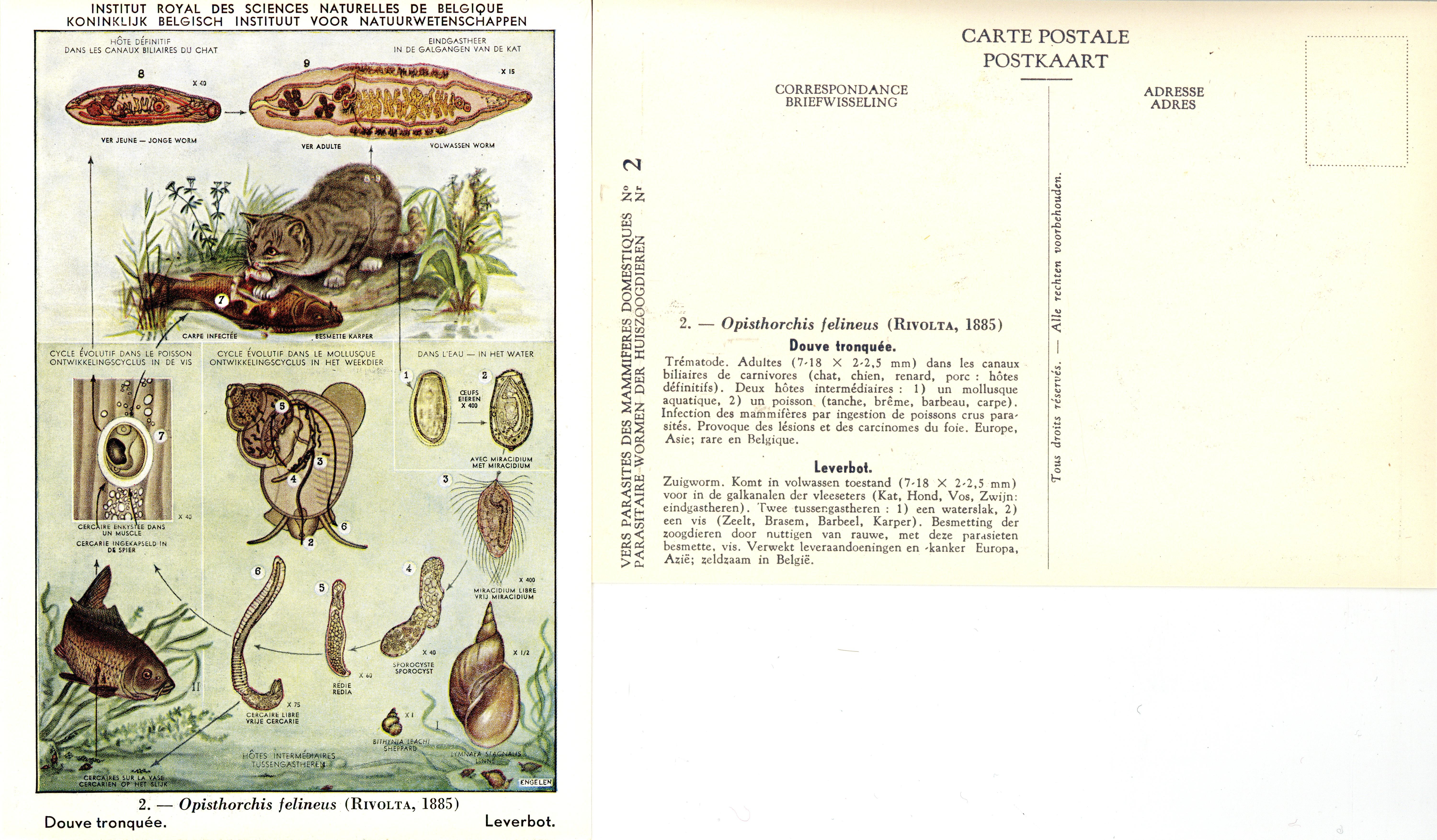 002 Opisthorchis felineus (Rivolta, 1885).jpg