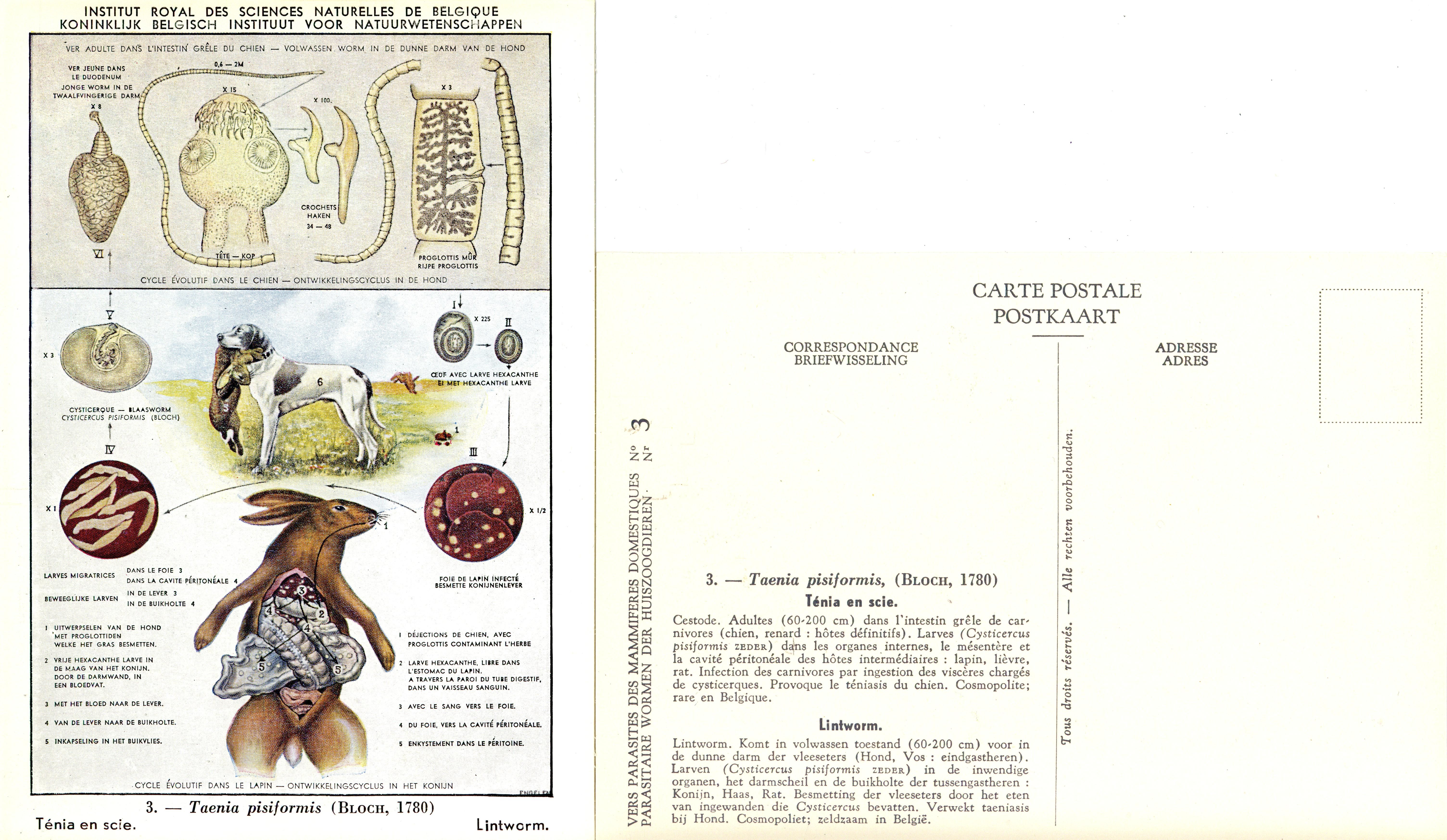 003 Taenia pisiformis (Bloch, 1780).jpg