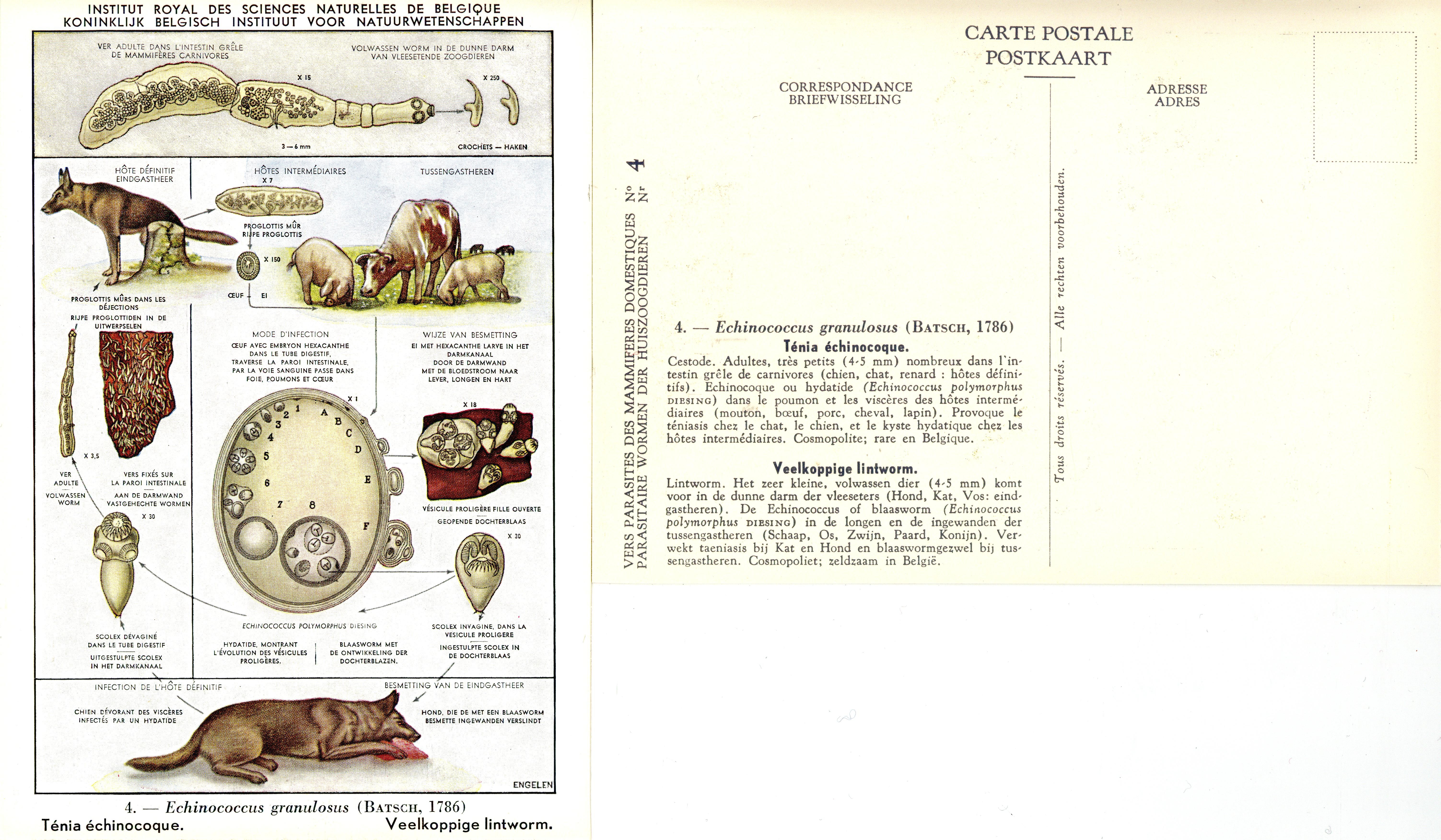 004 Echinococcus granulosus (Batsch, 1786).jpg