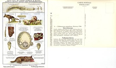 004 Echinococcus granulosus (Batsch, 1786).jpg