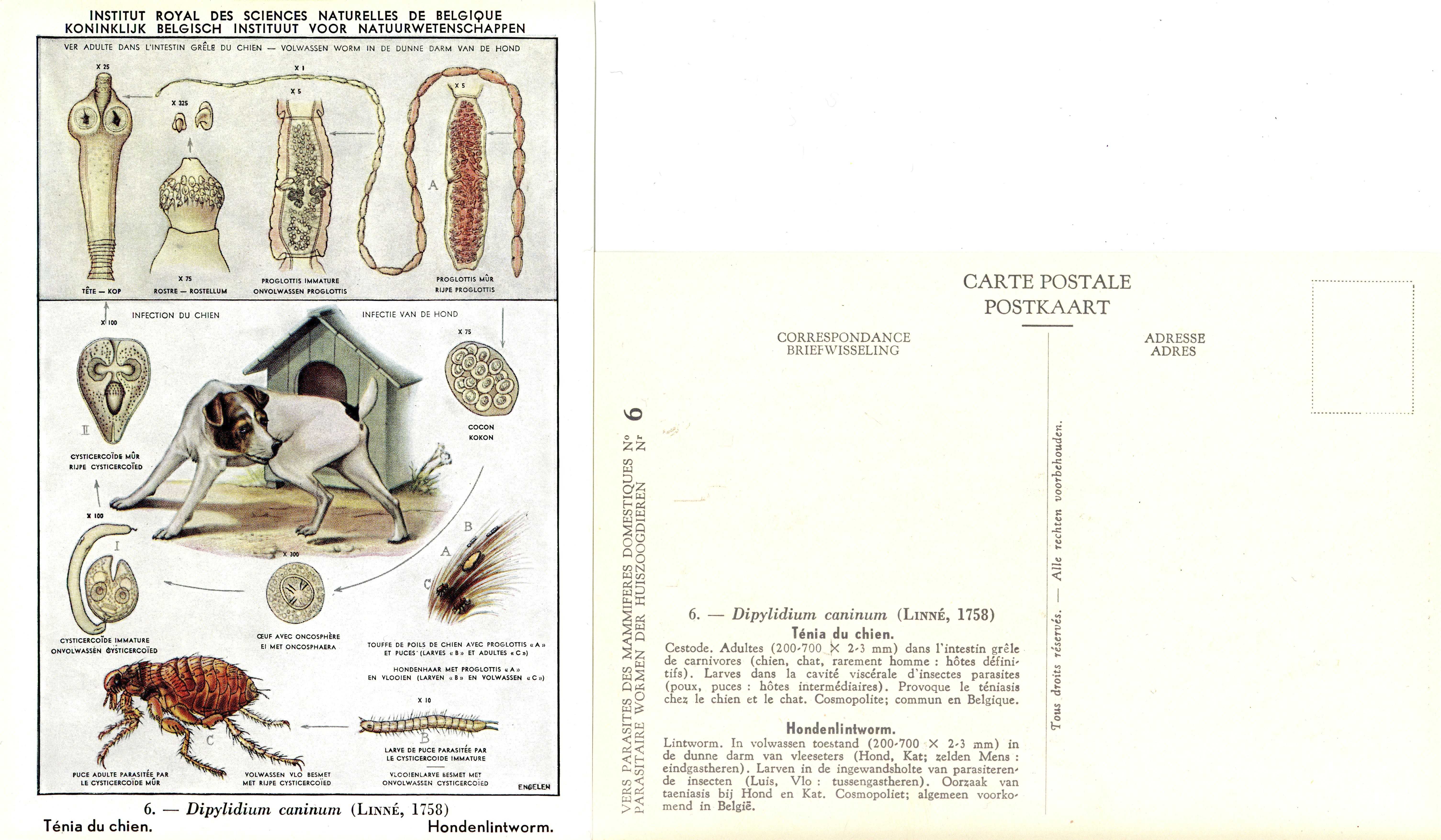 006 Dipylidium caninum (Linné, 1758).jpg