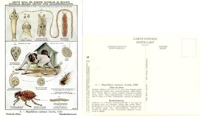 006 Dipylidium caninum (Linné, 1758).jpg