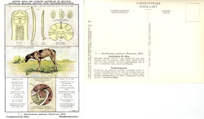 007 Ancylostoma caninum (Ercolani, 1859).jpg