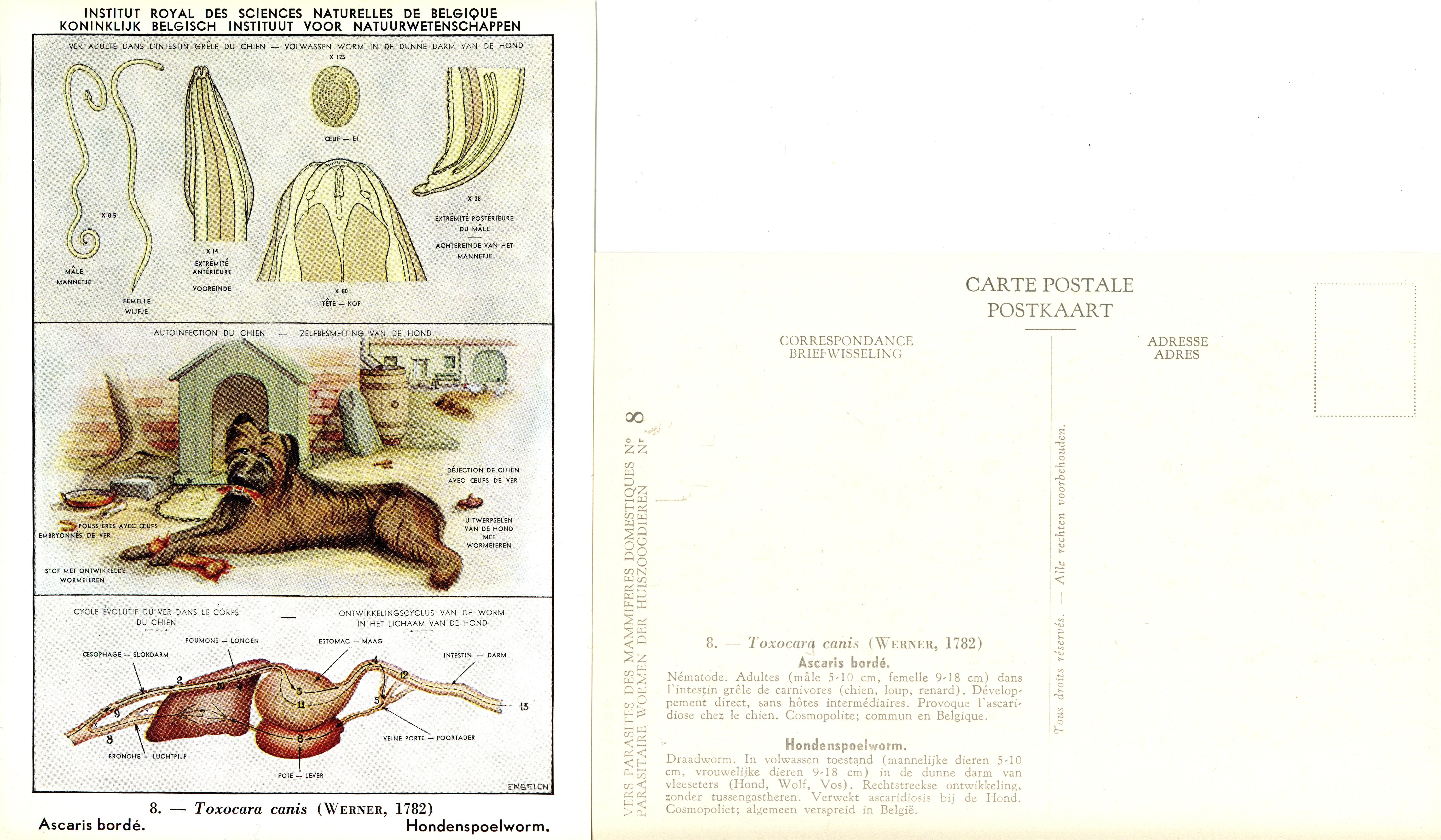 008 Toxocara canis (Werner, 1782).jpg