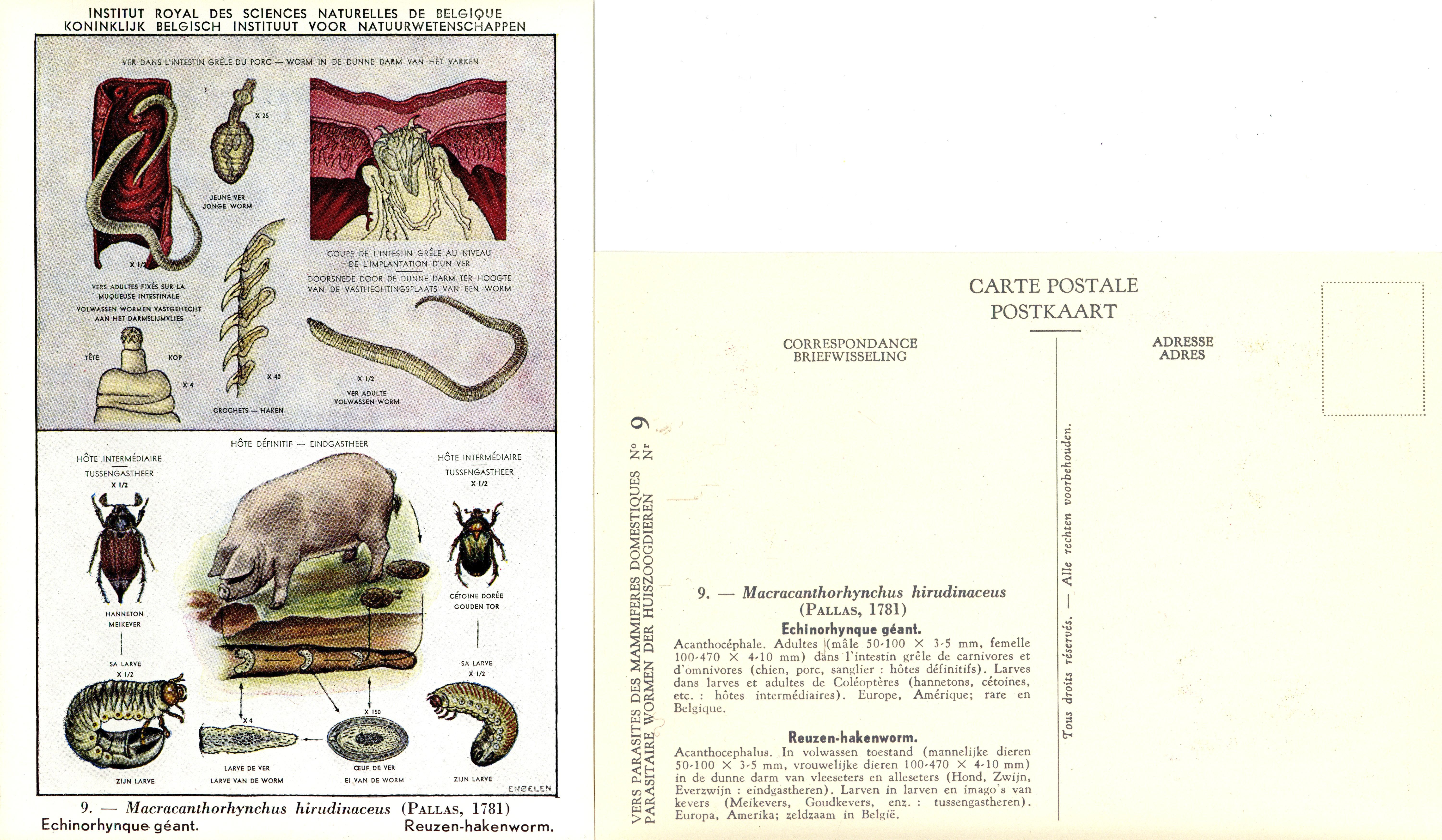 009 Macracanthorhynchus hirudinaceus (Pallas,1781).jpg