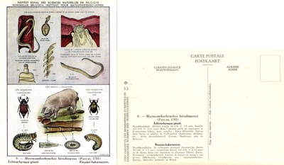 009 Macracanthorhynchus hirudinaceus (Pallas,1781).jpg