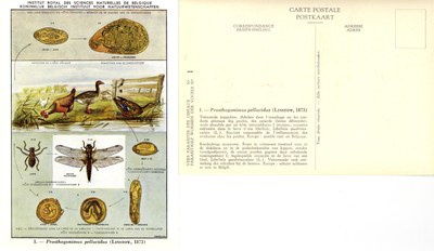 01 Prosthogonimus pellucidus (Linstow 1873).jpg
