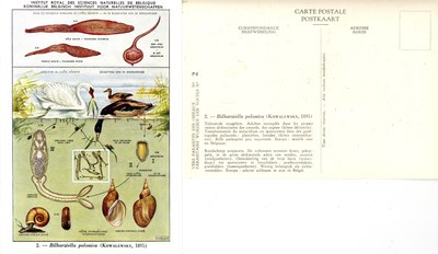 02 Bilharziella polonica (Kowalewsky 1895).jpg