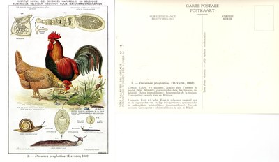 03 Davainea proglottina (Davaine 1860).jpg